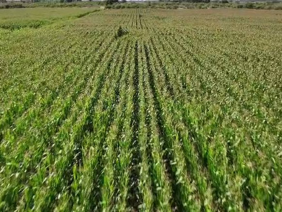 约20亩林间地经营权出租，位于翁牛特旗乌丹镇哈日敖包南梁，租赁期自租赁合同签订之日起至2030年2月28日（翁牛特旗富兴投资管理有限公司）