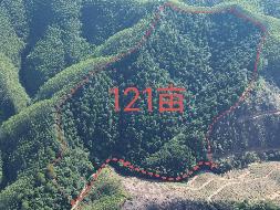 梧州市苍梧县京南镇高稳村石牛林场约121亩活立木（包青山）转让项目