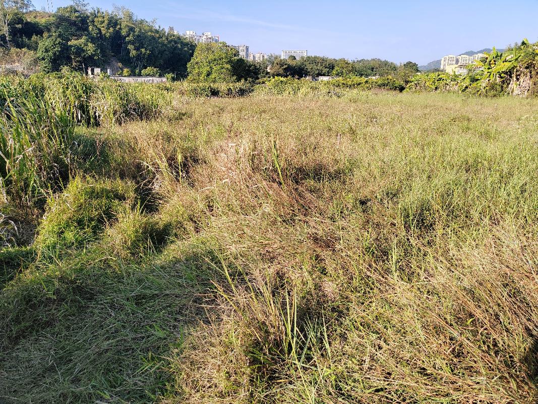 玉林市陆川县温泉镇官田村约15亩水田经营权流转项目