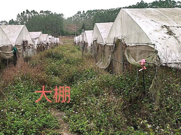 南宁市江南区延安镇平南村那赵坡蔬果大棚基地招租项目