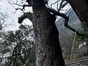 位于融水苗族自治县融水镇城南社区香山公园内枯死古树一棵转让公告