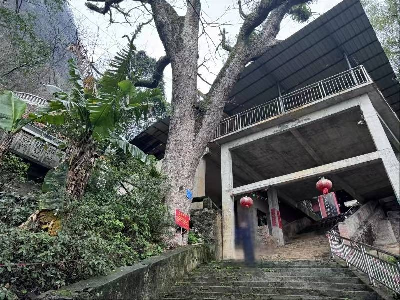 位于融水苗族自治县融水镇城南社区香山公园内枯死古树一棵转让公告