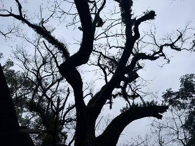 位于融水苗族自治县融水镇城南社区香山公园内枯死古树一棵转让公告