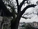 位于融水苗族自治县融水镇城南社区香山公园内枯死古树一棵转让公告