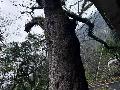 位于融水苗族自治县融水镇城南社区香山公园内枯死古树一棵转让公告