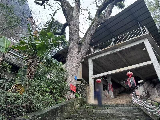 位于融水苗族自治县融水镇城南社区香山公园内枯死古树一棵转让公告