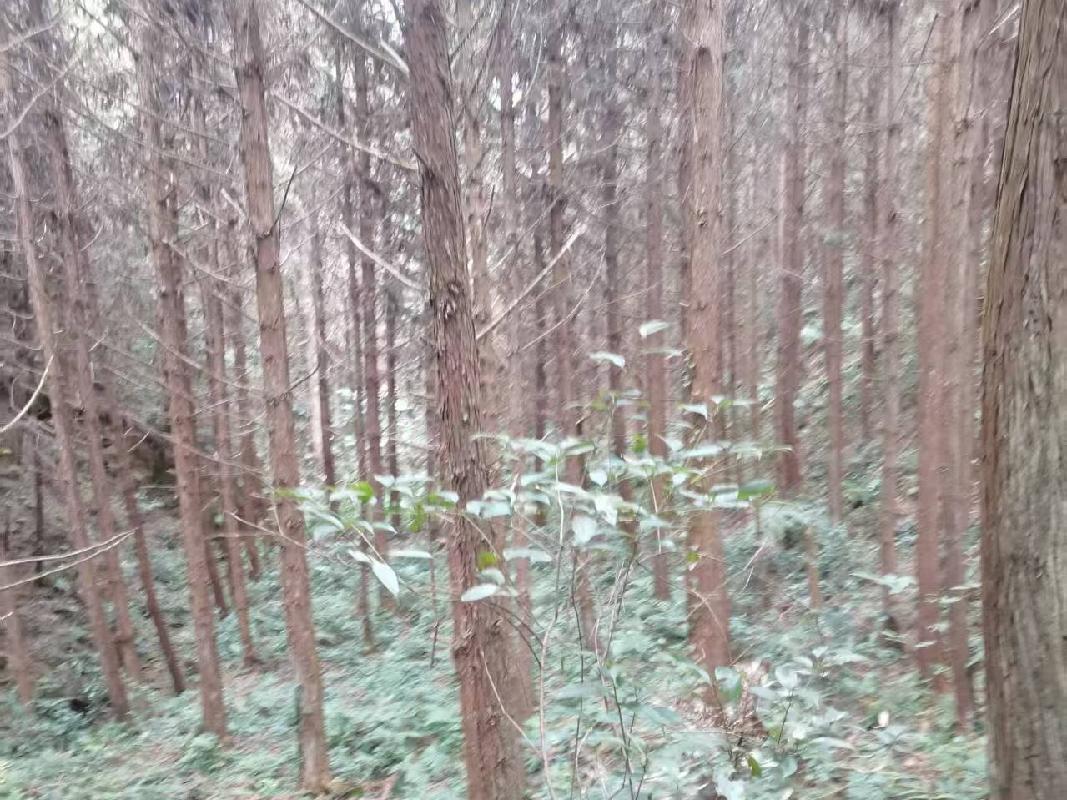 [柳州市]融水苗族自治县汪洞乡池洞村决寨坪屯11.6亩林地经营权及地上附着物招租项目