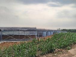 南宁市江南区延安镇新城村蔬菜大棚基地招租项目