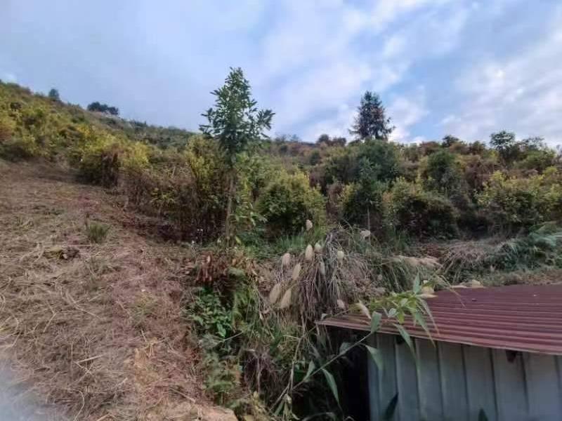 [贵港市]贵港市平南县平山镇盛富村约100亩沃柑基地招租项目