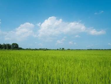 八队44标包，约 33.1 亩，巴彦农牧场2025年土地经营权出租项目