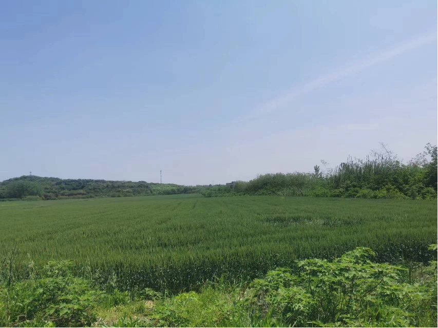 小黄山东山路沿线片区流转土地招租公告