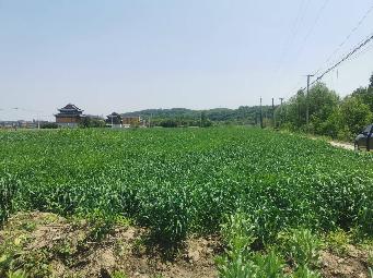 小黄山一期征地汤巷里片区招租公告