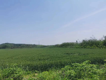 小黄山东山路沿线片区流转土地招租公告