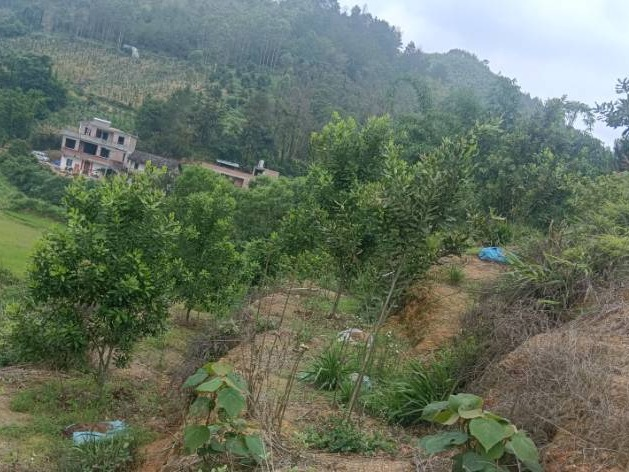 岑溪市归义镇永和村约50亩澳洲坚果基地招商项目