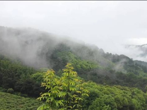 贺州市八步区贺街镇白沙村羊角山约2000亩林地经营权出租项目