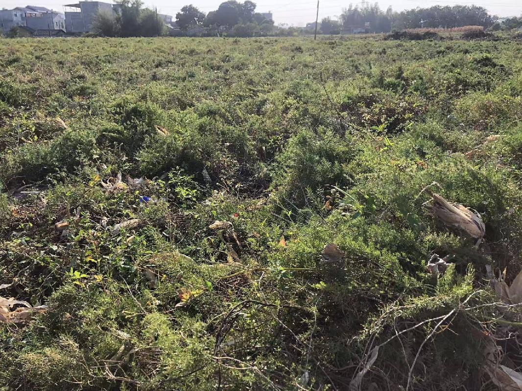 贵港市港北区大圩镇东塘村约147亩种植基地招租项目