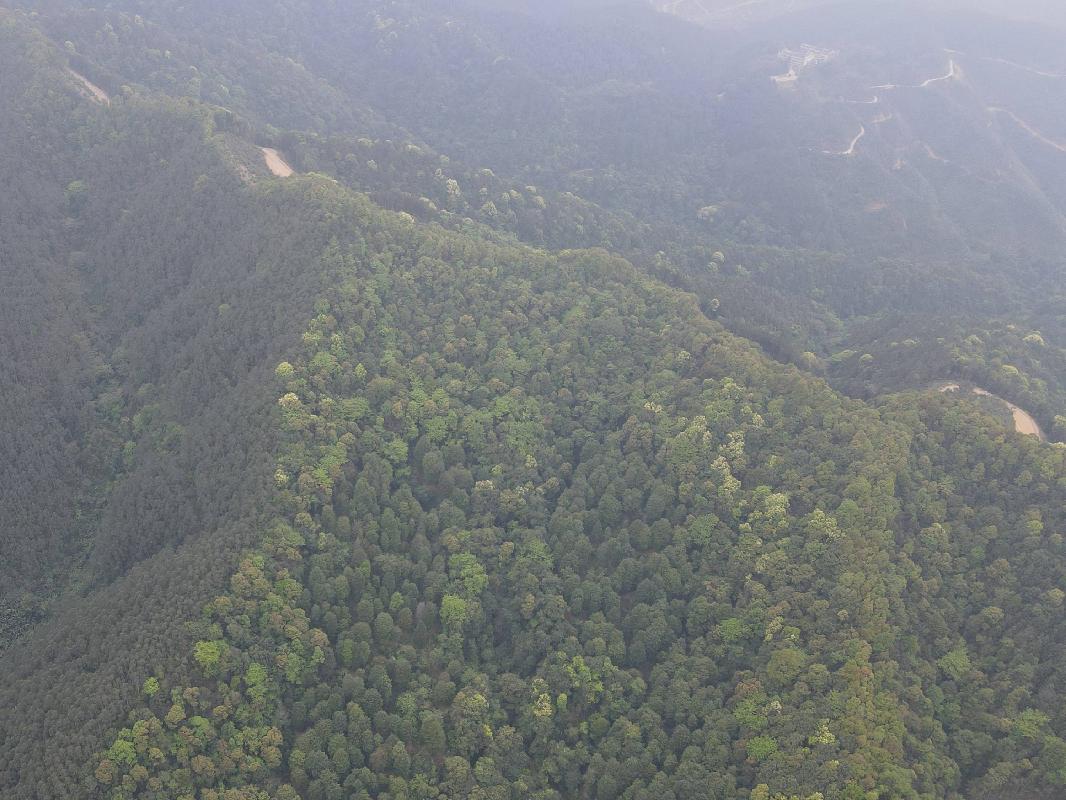 贺州市昭平县木格乡进源村约150亩林地经营权及地上林木（八角树）流转项目