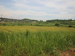 株洲市茶陵经济开发区茶陵广和物流加油站土地使用权转让（二次挂牌）(国资监测编号GR2025HN1001397)