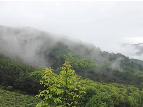 贺州市八步区贺街镇白沙村羊角山约2000亩林地经营权出租项目（二次挂牌）