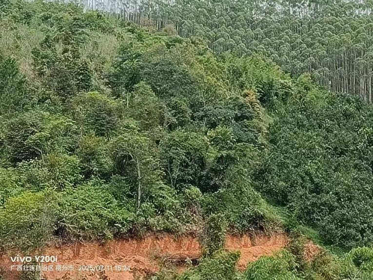 岑溪市大业镇胜垌村集体山庄岑泗顶林地经营权承包项目