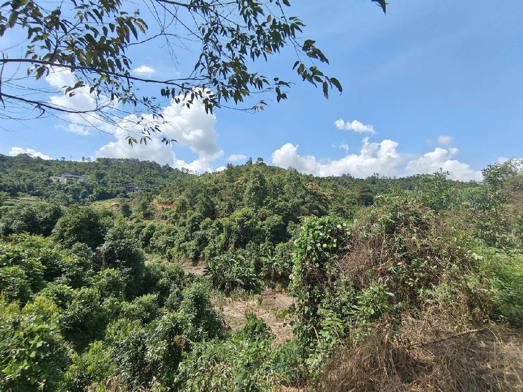 岑溪市大业镇胜垌村共牛坑山庄林地经营权承包项目