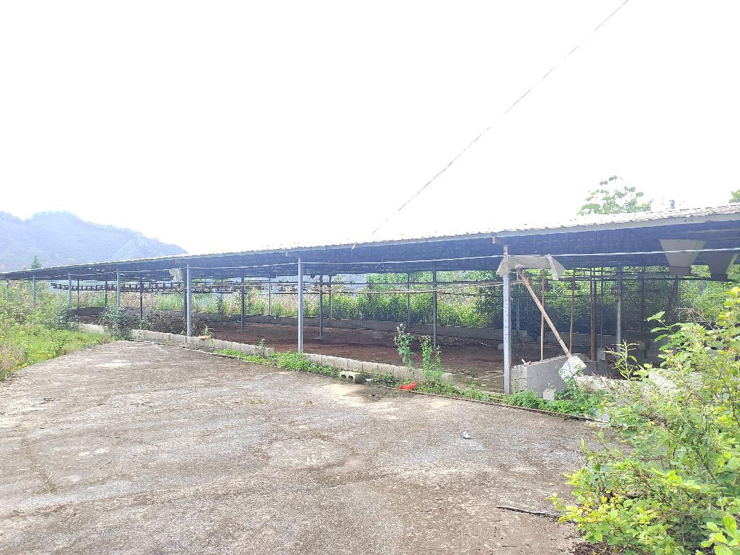 河池市凤山县乔音乡若里村拉岩屯林下养殖小区约 1250平方米鸡舍招租项目