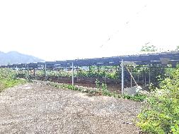 河池市凤山县乔音乡若里村拉岩屯林下养殖小区约 1250平方米鸡舍招租项目