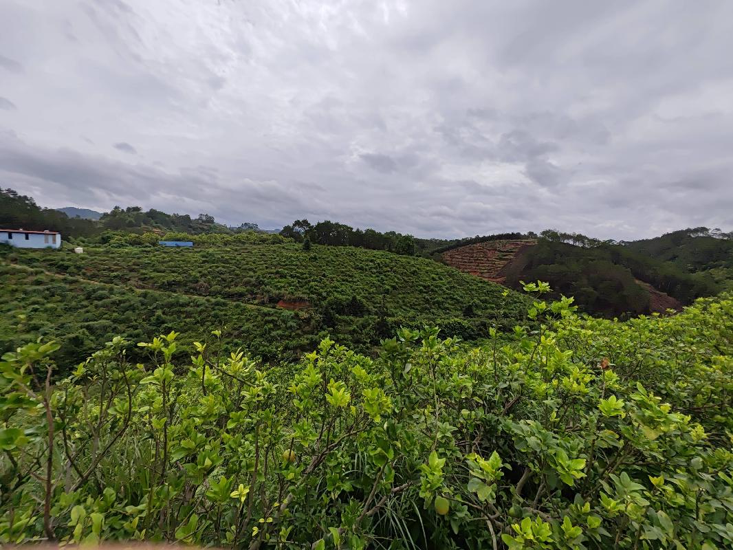 [贵港市]贵港市平南县寺面镇南山村约82亩柑橘基地流转项目