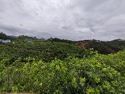 贵港市平南县寺面镇南山村约82亩柑橘基地流转项目