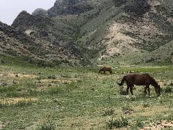 乌鲁木齐昆仑之约文化旅游投资有限公司转让一批生物性资产（马）及配套马具、马蹄铁、苜蓿草、玉米渣子、大麦、麸子(国资监测编号GR2025XJ1000761)