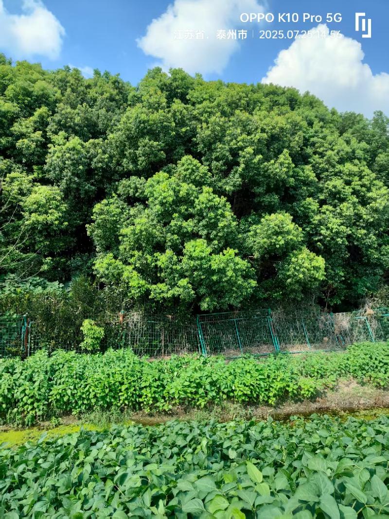 江苏水城园艺营造有限公司一批苗木再次公开转让(国资监测编号GR2025JS1004896-4)
