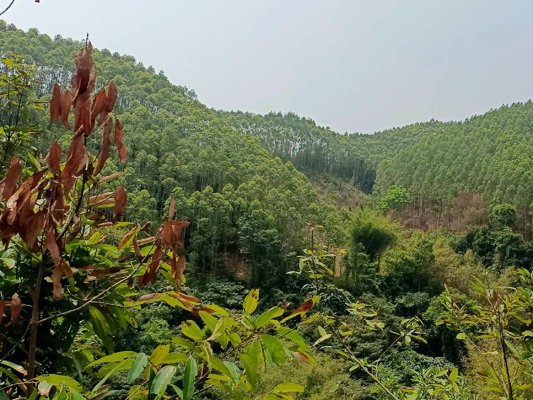 岑溪市波塘镇容坡村集体山庄约154.3亩林地（小地名：拈子口）经营权招租项目