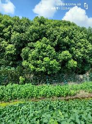 江苏水城园艺营造有限公司一批苗木再次公开转让(国资监测编号GR2025JS1004896-4)