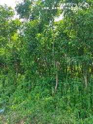江苏水城园艺营造有限公司一批苗木再次公开转让(国资监测编号GR2025JS1004896-4)
