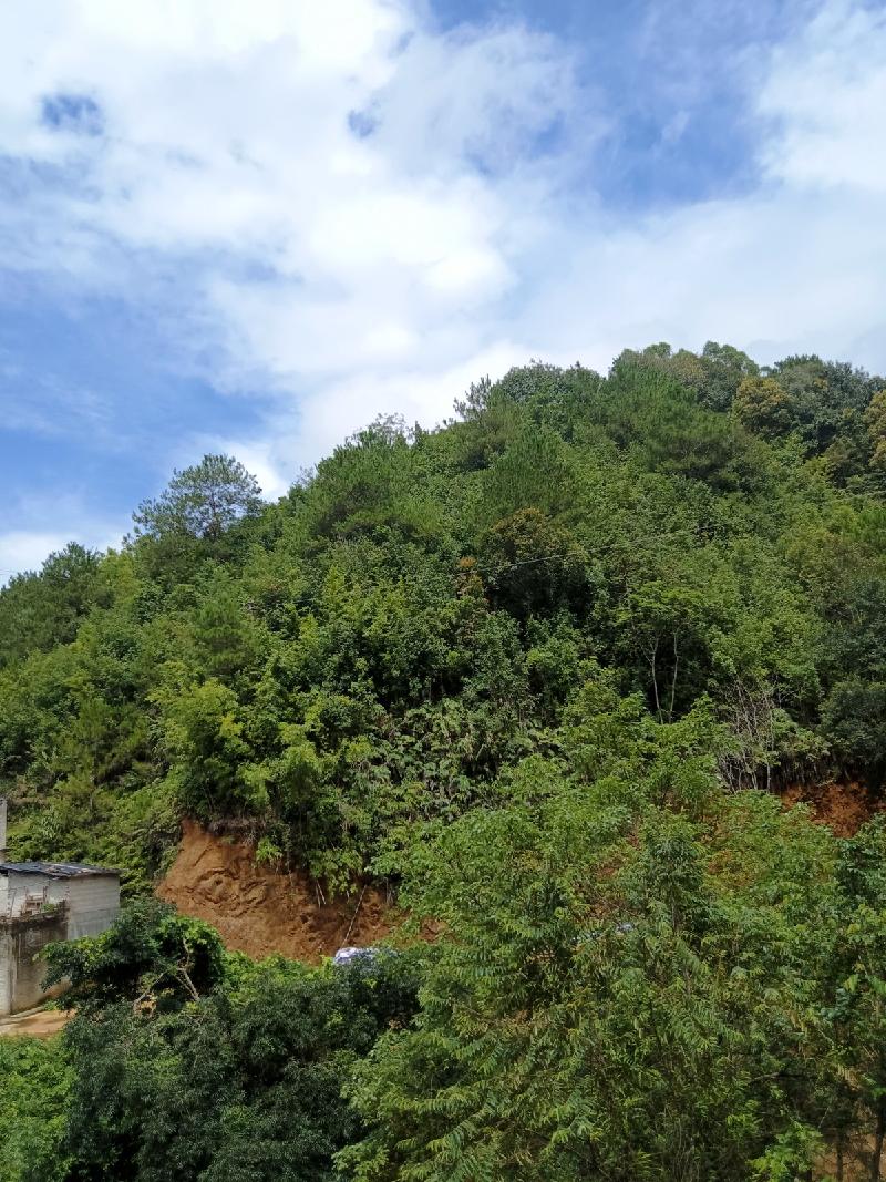 岑溪市筋竹镇大王村长埌组约41.38亩林地招租项目