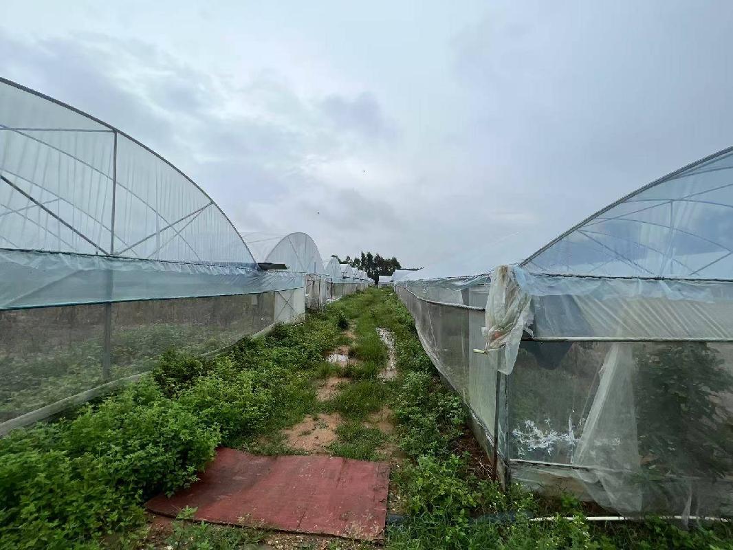 北海市铁山港区南康镇扫管龙村约60亩果蔬大棚招租项目