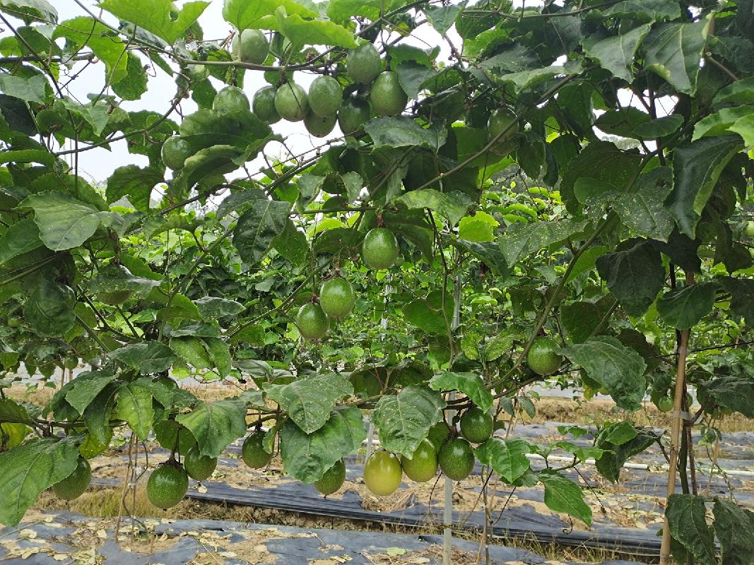 广西农业科学院“壮蜜05”“壮蜜06”“壮蜜07”等系列百香果植物新品种许可项目交易公告