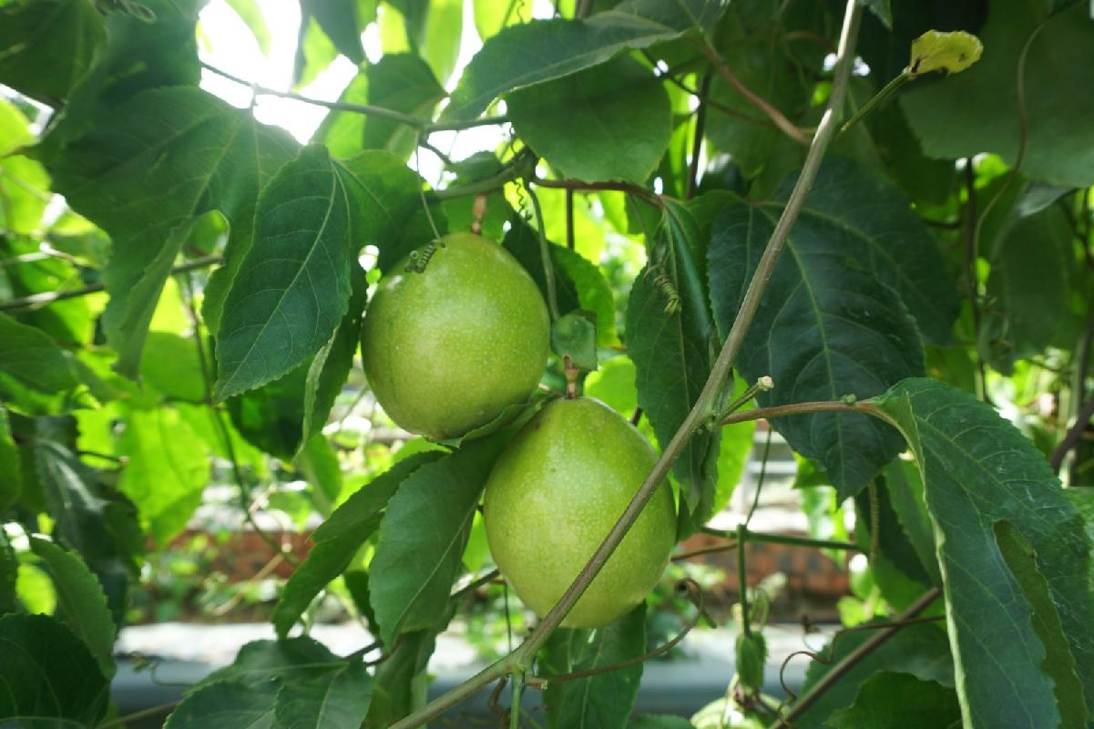 广西农业科学院“壮蜜05”“壮蜜06”“壮蜜07”等系列百香果植物新品种许可项目交易公告