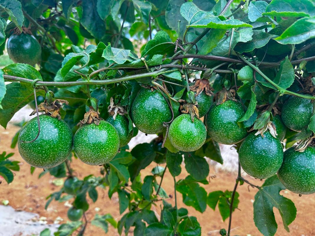 广西农业科学院“壮蜜05”“壮蜜06”“壮蜜07”等系列百香果植物新品种许可项目交易公告