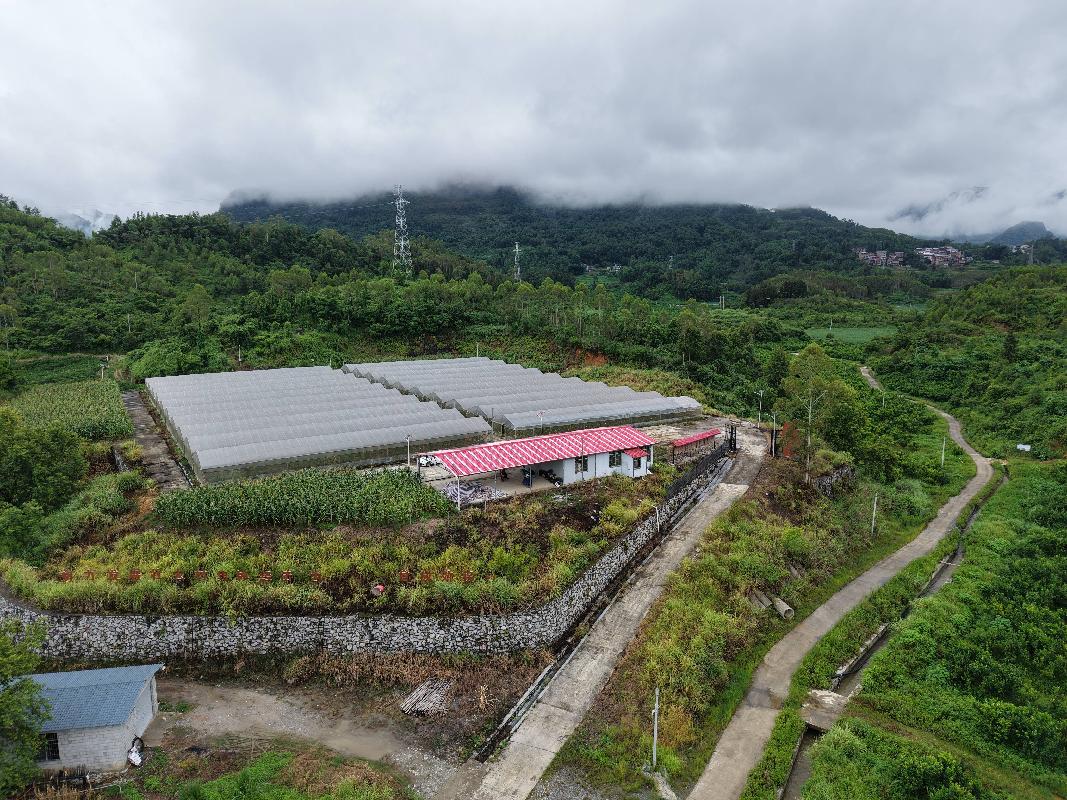 河池市环江毛南族自治县川山镇塘万村约16.7亩大棚果蔬种植基地经营权流转项目