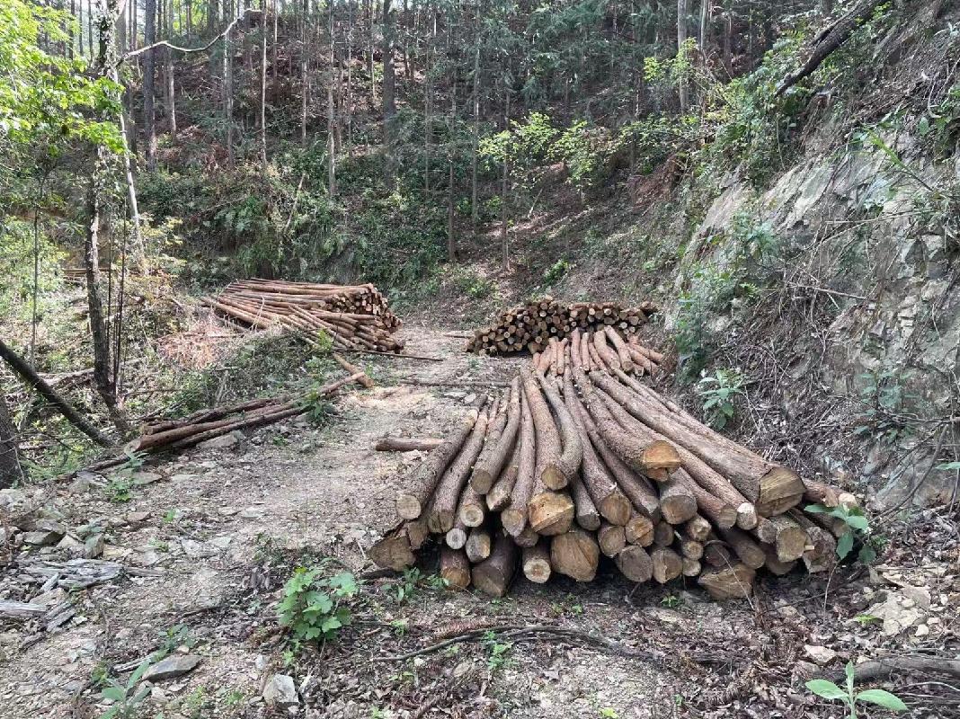 融安县西山林场泗门山林站一批杉树原木