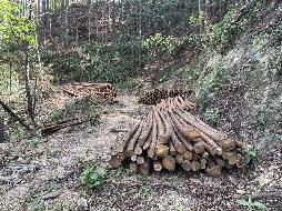 融安县西山林场泗门山林站一批杉树原木