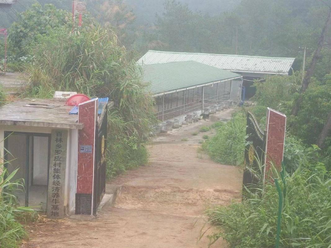 河池市巴马瑶族自治县百林乡罗皮村1300平方米牛场招租项目