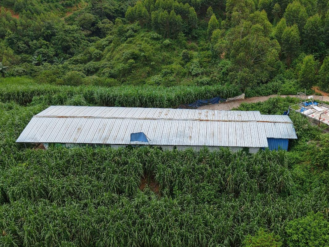 河池市大化瑶族自治县大化镇龙马村1号七百弄鸡养殖场地上附着物转让项目