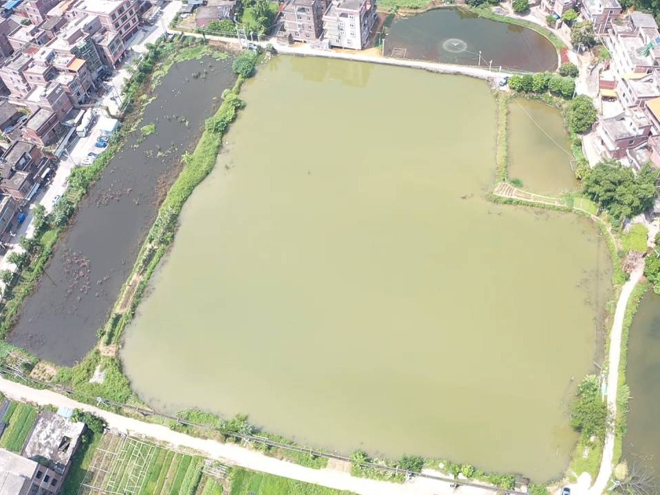 梧州市长洲区龙华村大冲三组集体股份经济合作社大冲三组渡槽面鱼塘4张+罗白塘儿1张