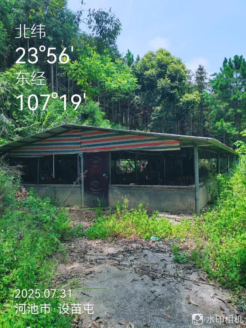 河池市巴马瑶族自治县那桃乡那敏村设苗屯小谷鸡养殖基地约1600平方米鸡棚招租项目