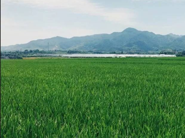 呼伦贝尔市南木林业局约9970亩国有林间耕地20年经营权转让(国资监测编号GR2025NM1006114-2)