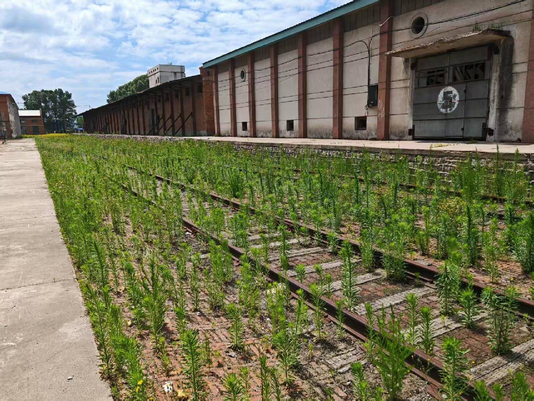 哈尔滨市双城区机场路45号铁路专用线、库内卸车场地及罩棚捆绑出租交易公告(国资监测编号GR2025HL2004507)