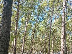 红旗泡水库国家水利风景区内部分树木采伐及残值捆绑转让交易公告(国资监测编号GR2025HL2004523)