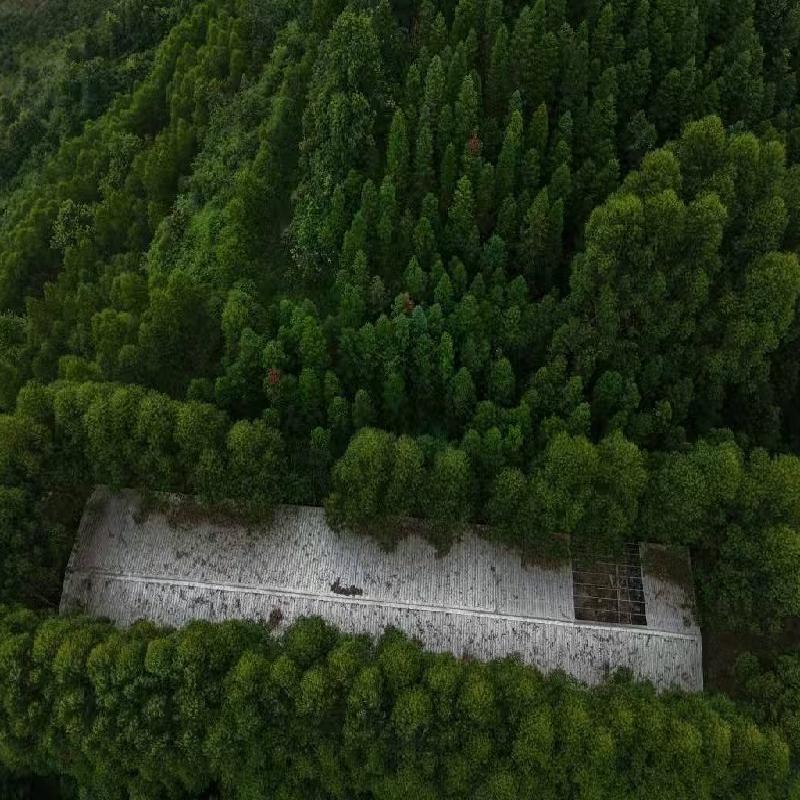 河池市凤山县平乐瑶族乡登亭村白俭屯林下养殖小区约900平方米鸡舍招租项目